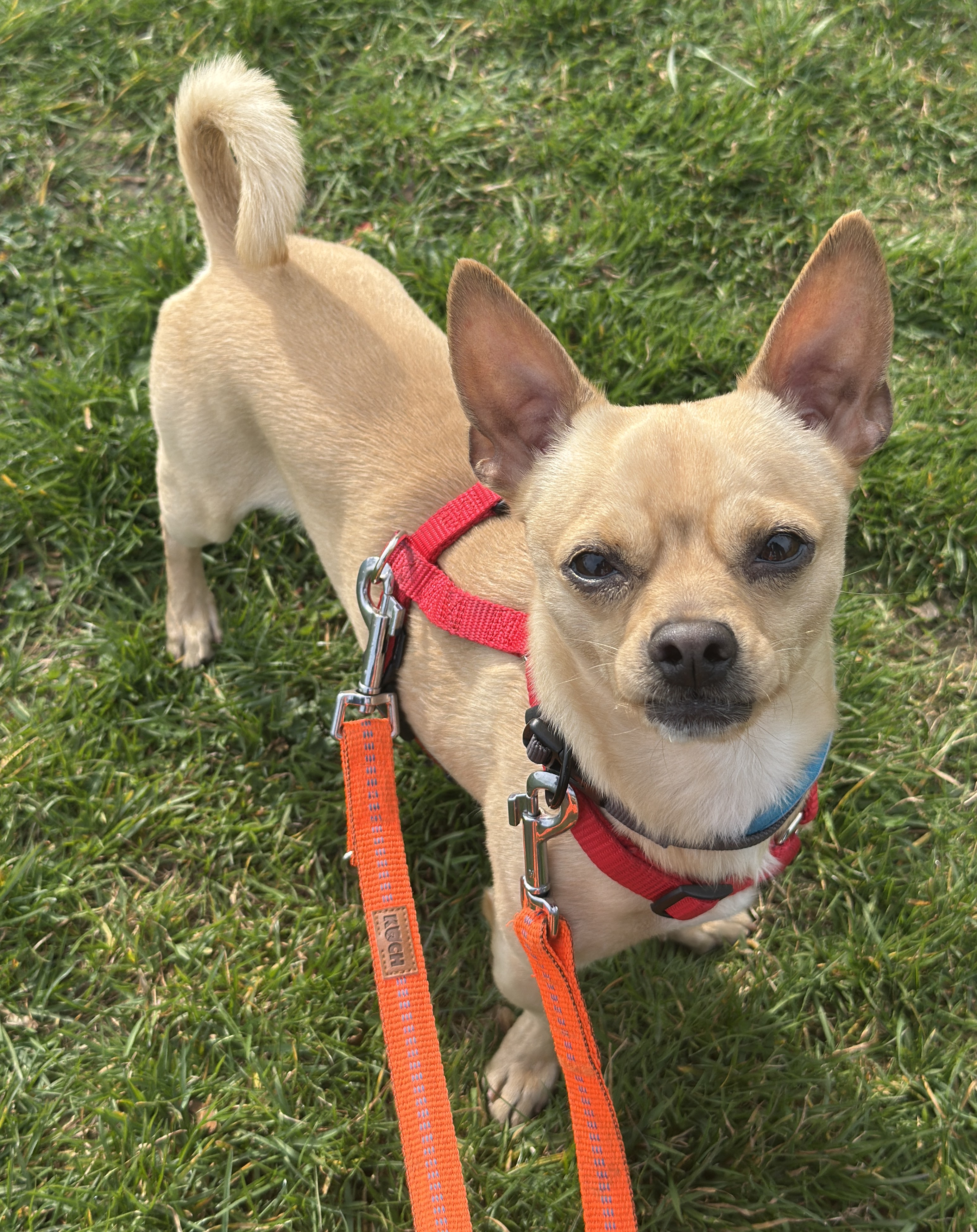 Mango – Chihuahua-Mix, männlich, 50969 Köln-Zollstock – zur Adoption
