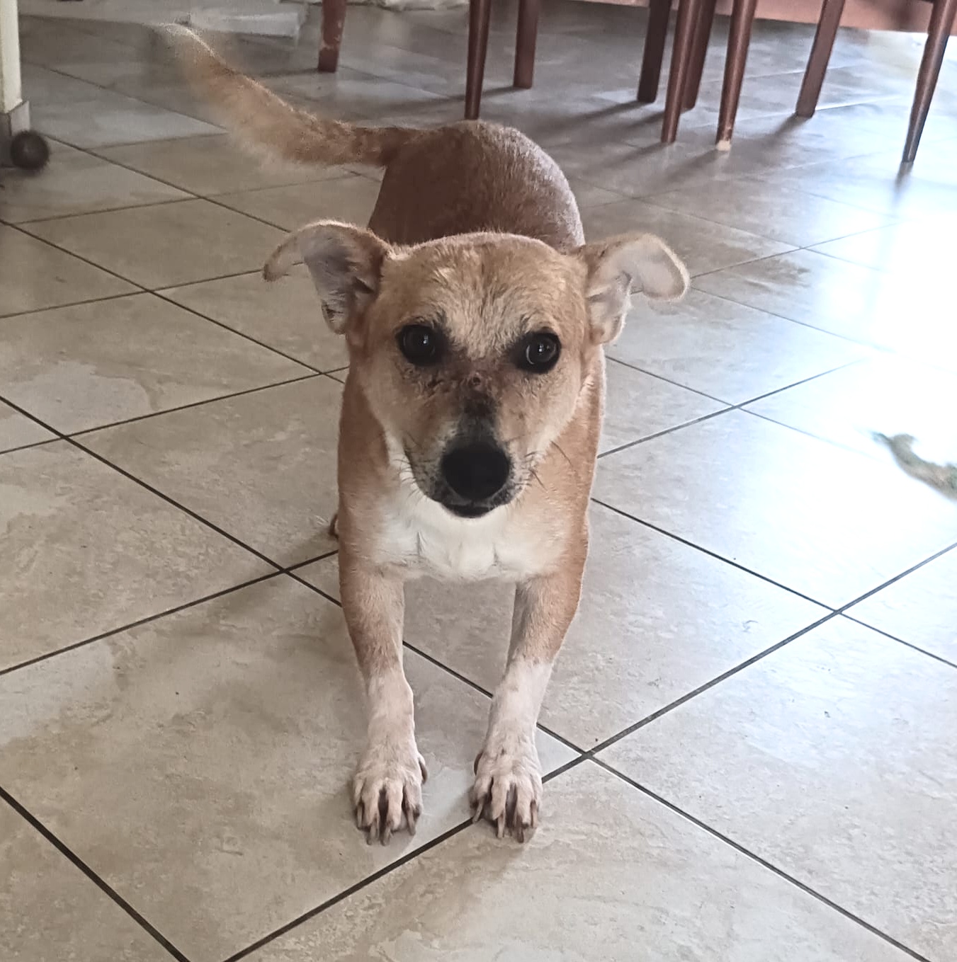Martino – Hund, männlich, 5 Jahre, 5 Monate, Italien – zur Adoption