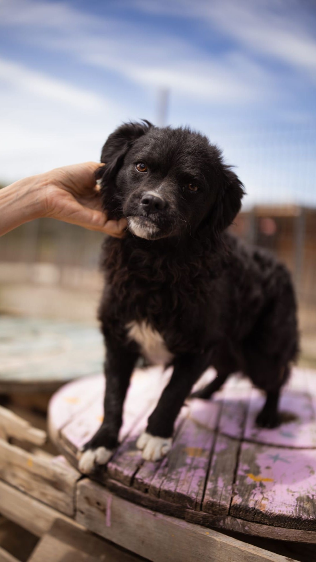 Milena – Hund, weiblich, 2 Jahre, Nordic Strays e.V. – zur Adoption