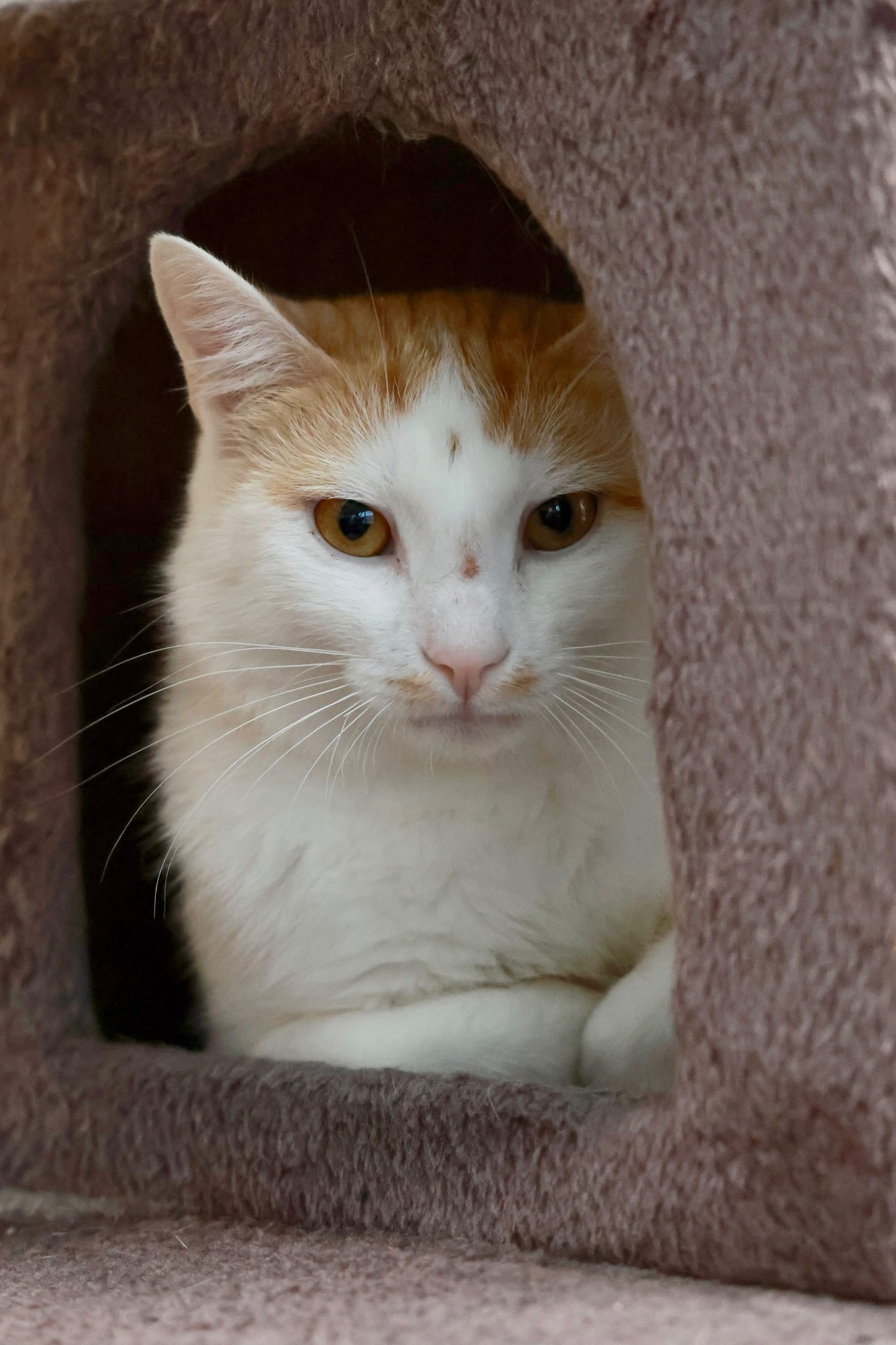 Till – EKH, männlich, 97816 Lohr – zur Adoption