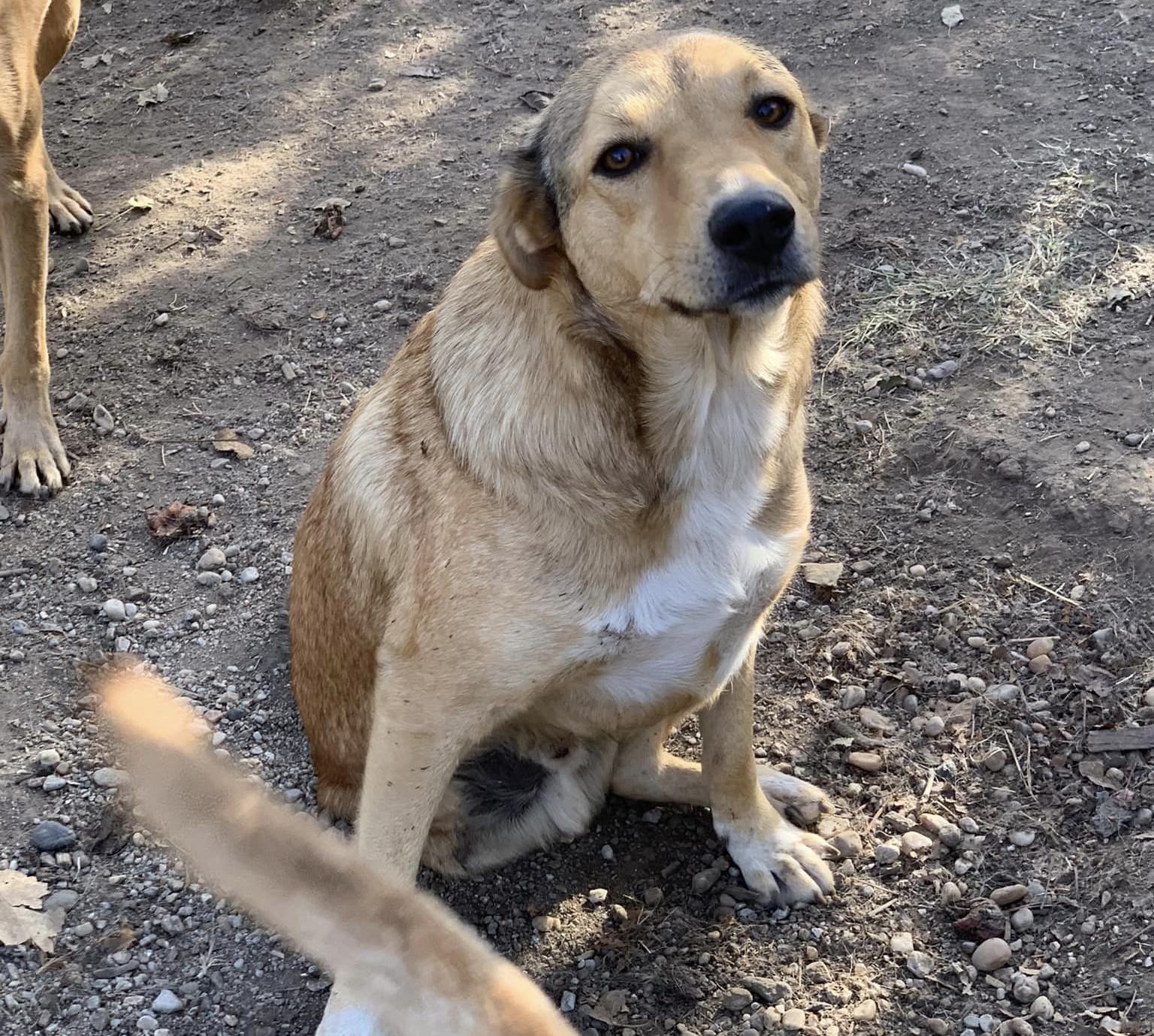 Tino