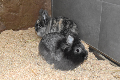 Bunny