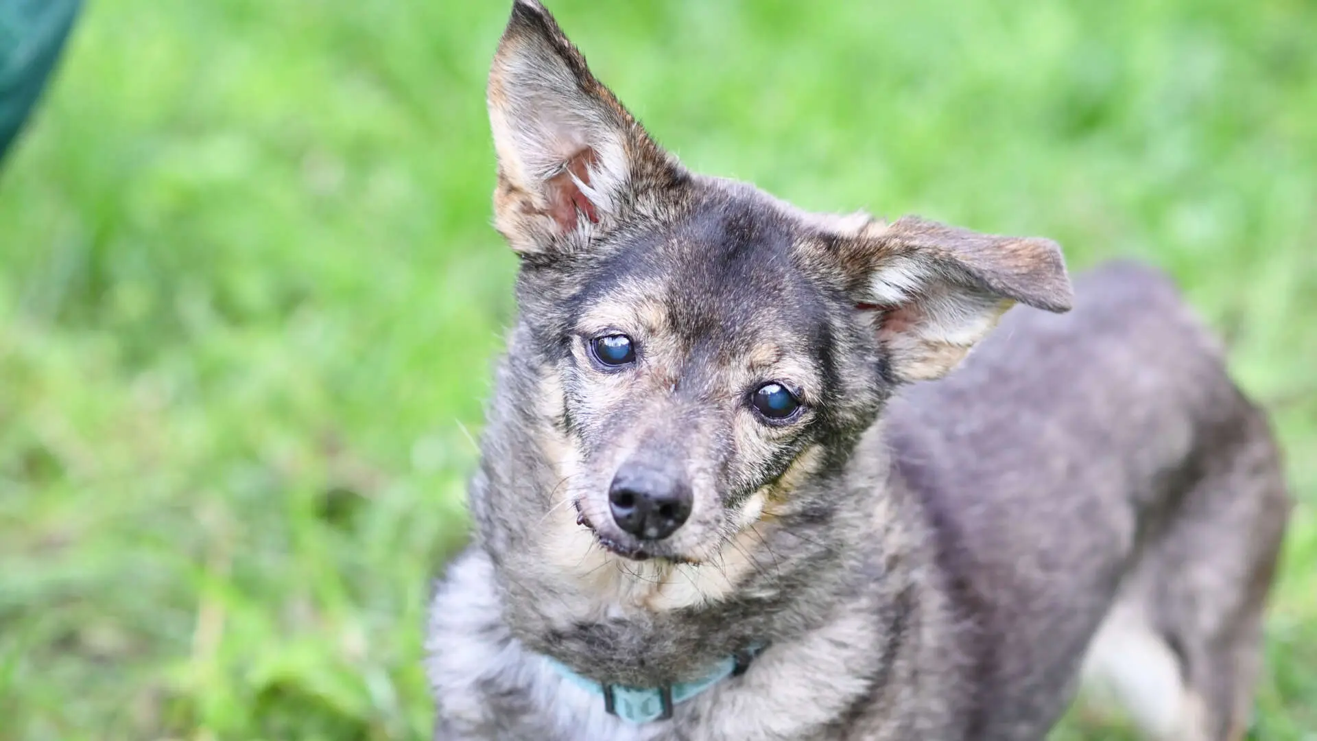 Flöckchen – Dackel-Terrier-Mix, weiblich, 10 Jahre, 13057 Berlin – zur Adoption