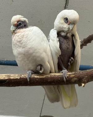 Frosti und Agathe PBFD