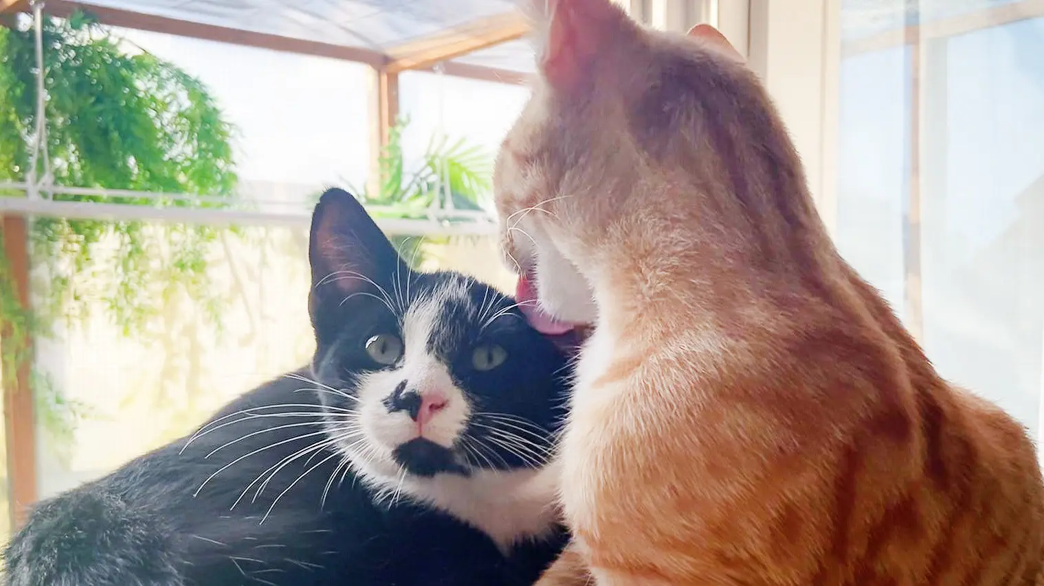 Polly & Paddy