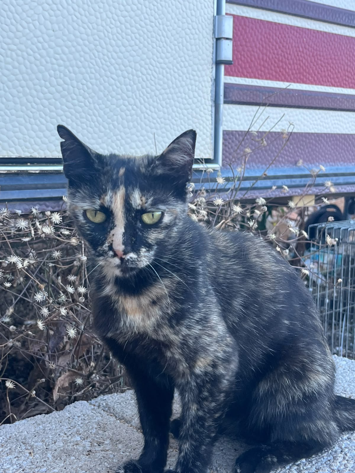 Turtle – Katze, männlich, Nordic Strays e.V. – zur Adoption