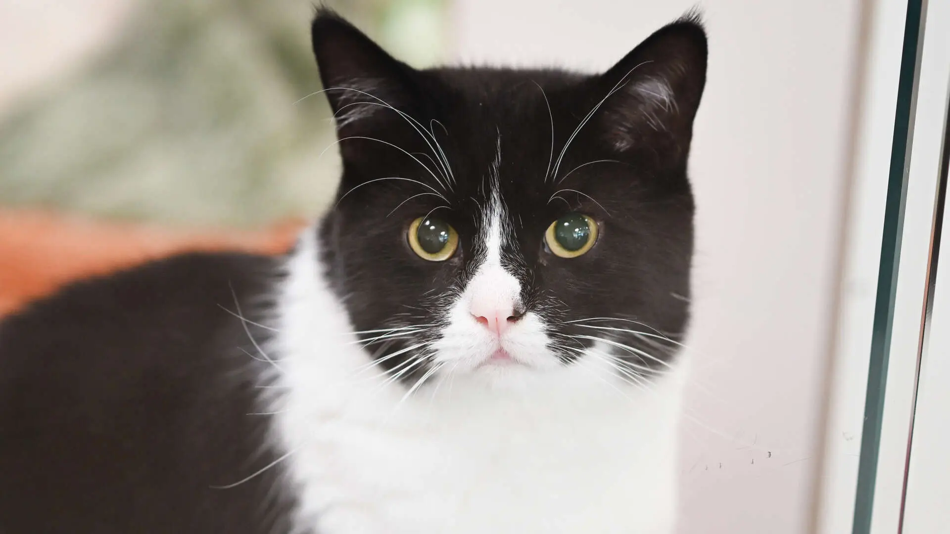 Mimo – EKH, männlich, 4 Monate, 13057 Berlin – zur Adoption
