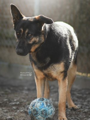 Frieda
