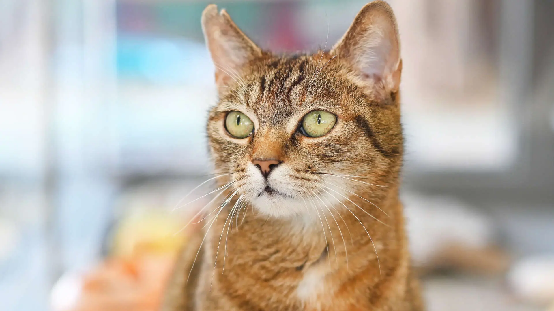 Nala – EKH, weiblich, 13057 Berlin – zur Adoption