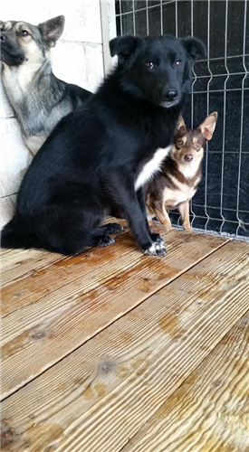 Baco – Hund, männlich, 50823 Köln – zur Adoption