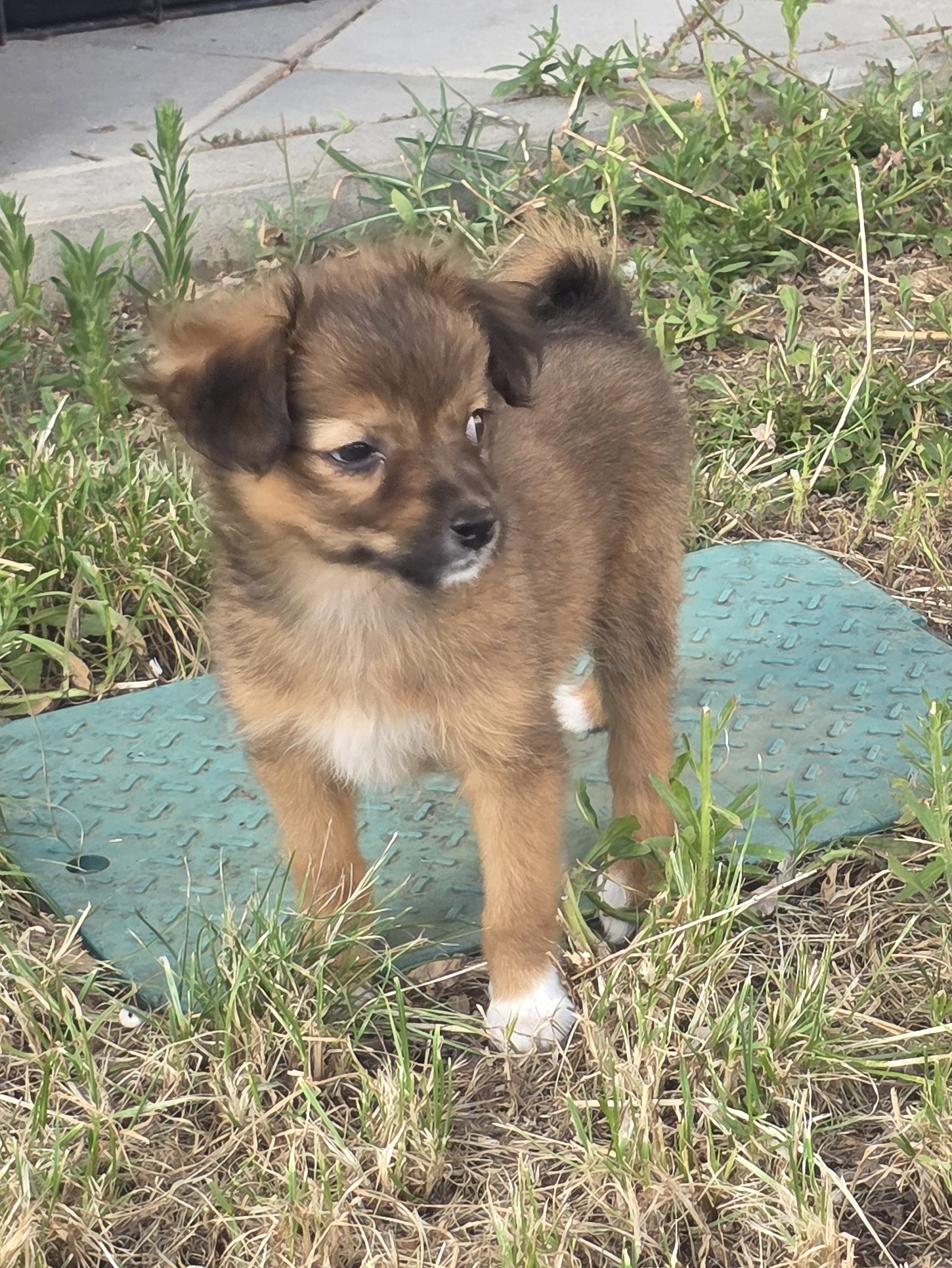 Canela