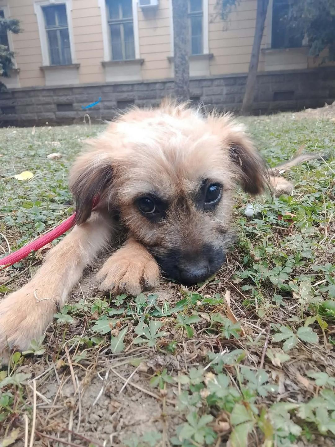 Olive – Hund, weiblich, 5 Monate, Rumänien – zur Adoption