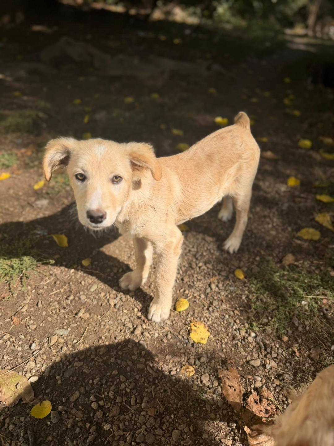 Cupcake – Retriever Mix, weiblich, 5 Monate, Rumänien – zur Adoption