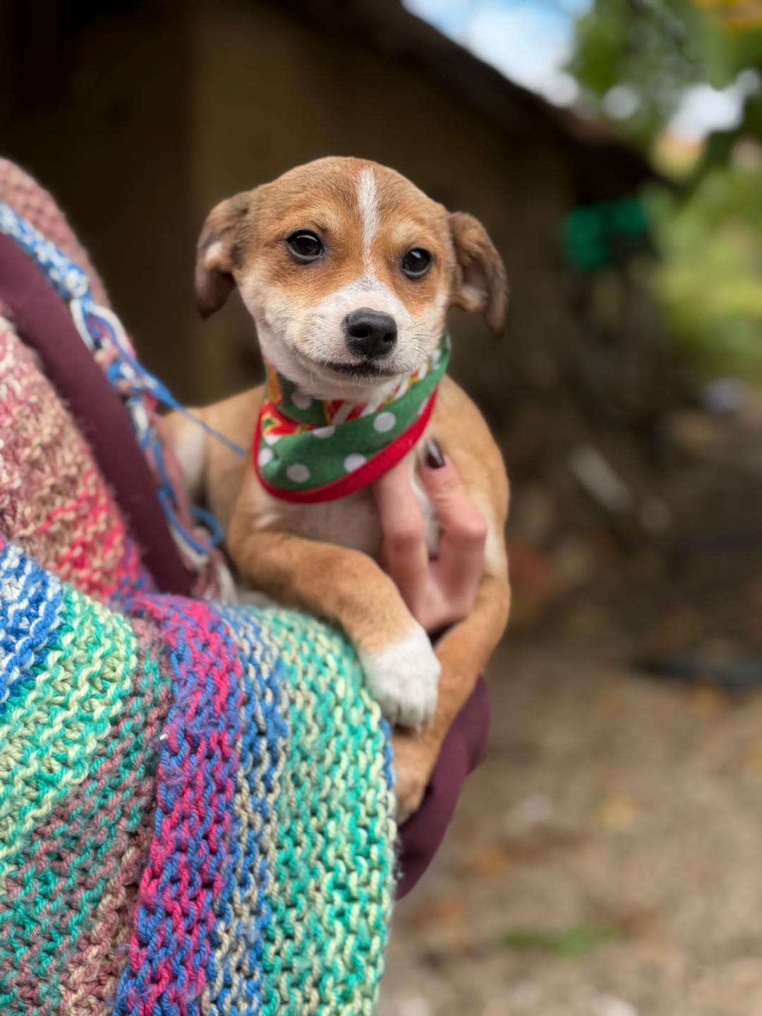 Bibbles – Hund, weiblich, 3 Monate, Rumänien – zur Adoption