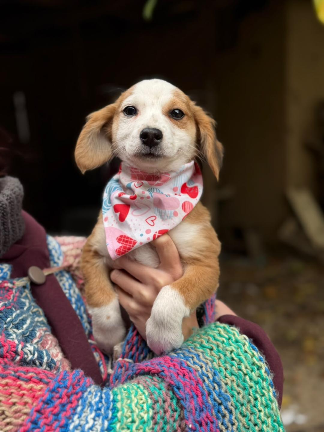 Tokyo – Hund, weiblich, 3 Monate, Rumänien – zur Adoption