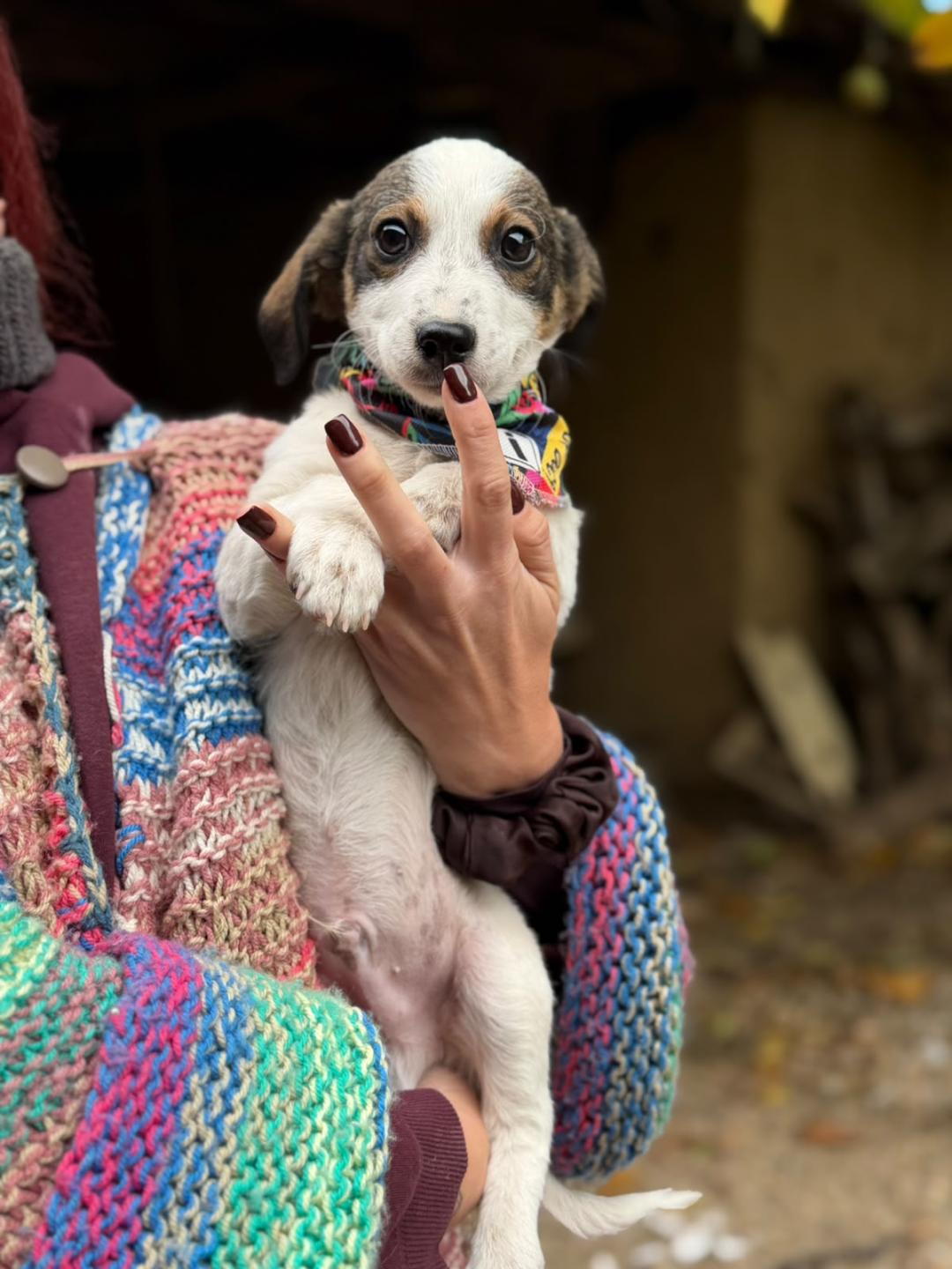 Sonic – Hund, männlich, 3 Monate, Rumänien – zur Adoption