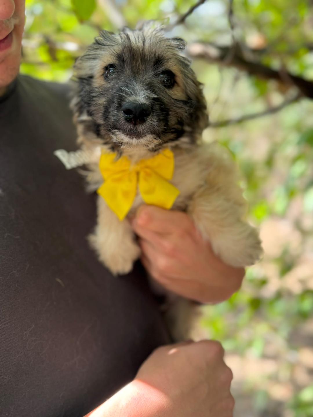 Taka – Hund, männlich, 4 Monate, Rumänien – zur Adoption