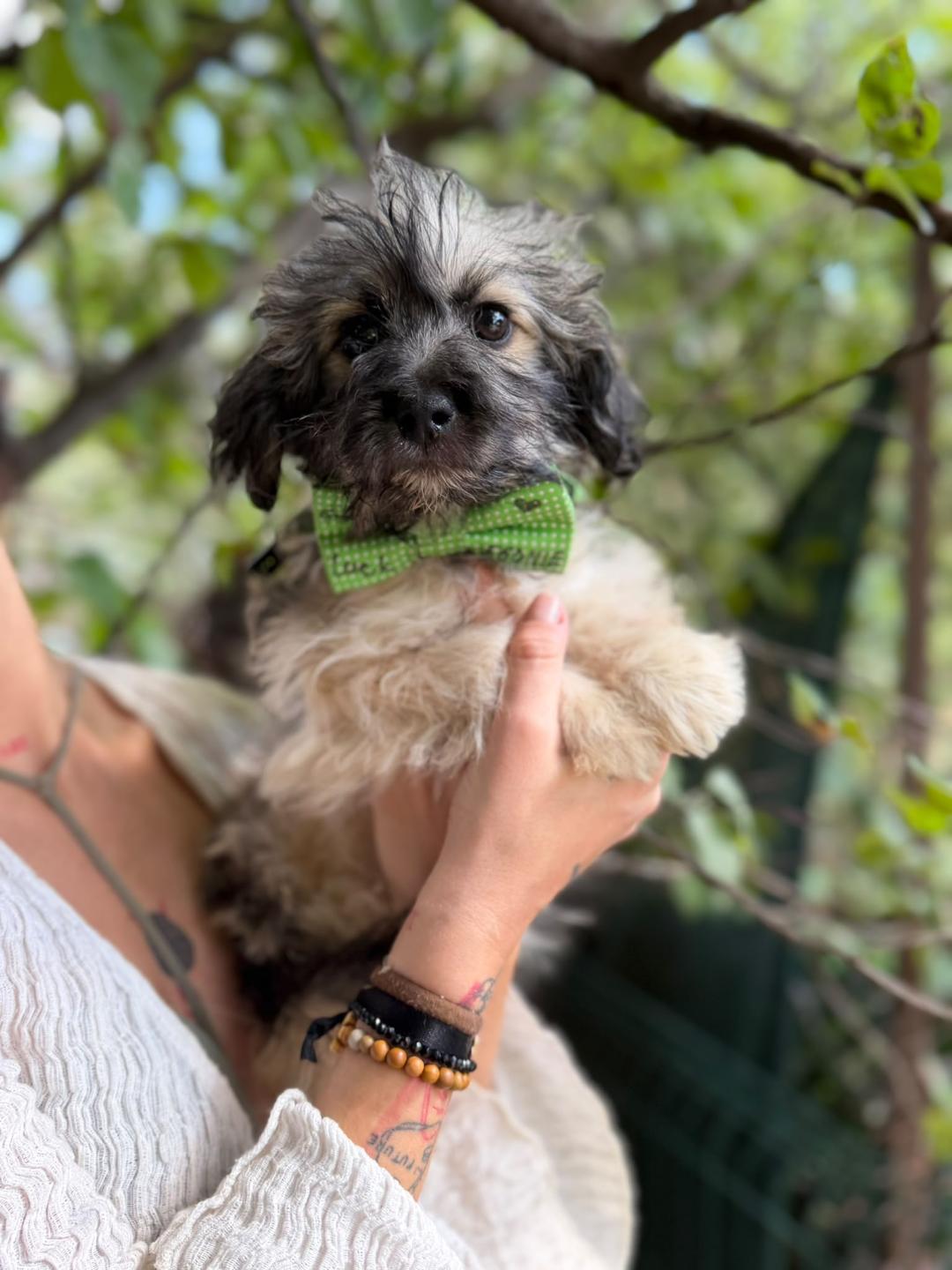 Tiki – Hund, weiblich, 4 Monate, Rumänien – zur Adoption