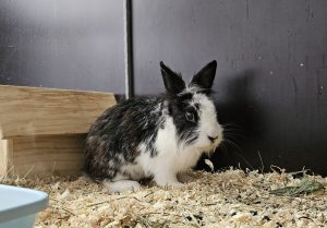 Gustl – Kaninchen, männlich, 97525 Schwebheim – zur Adoption