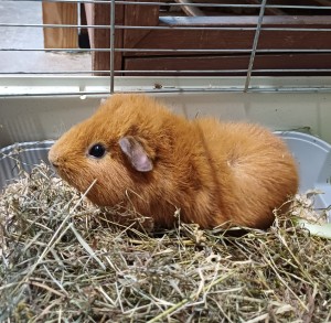 Chestnut
