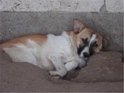 Max