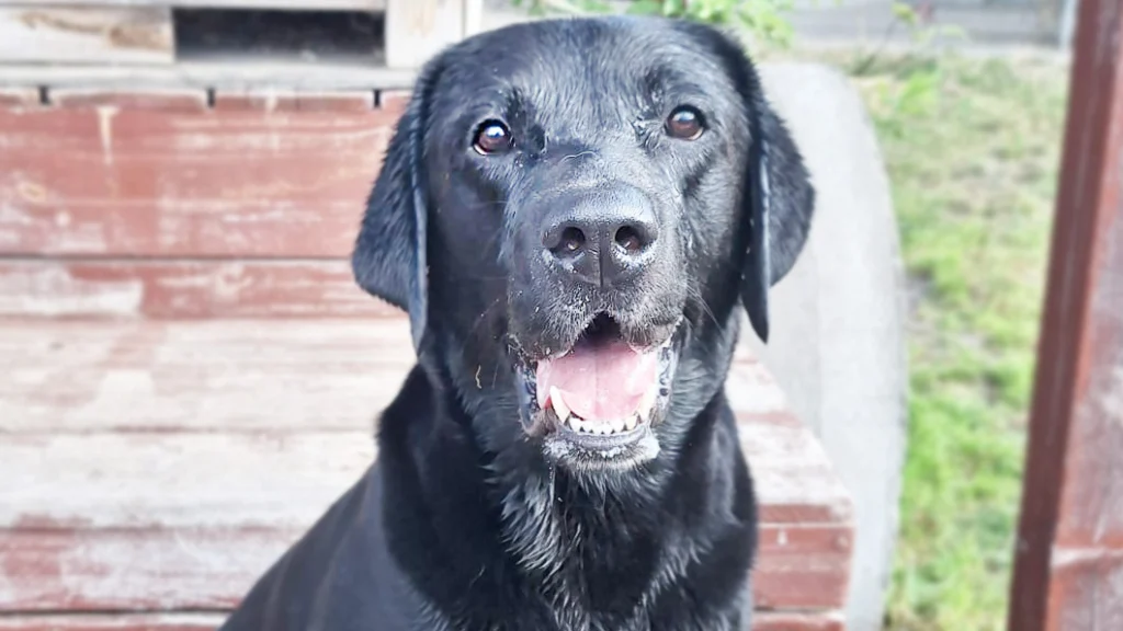Balu – Labrador Retriever, männlich, 3 Jahre, 5 Monate, 13057 Berlin – zur Adoption