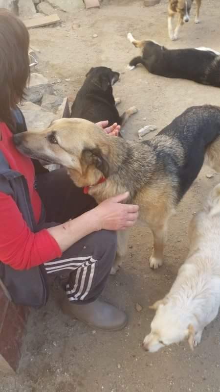 No Name – Schäfi Mix, männlich, 50823 Köln – zur Adoption
