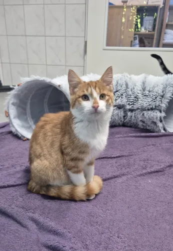 Pino