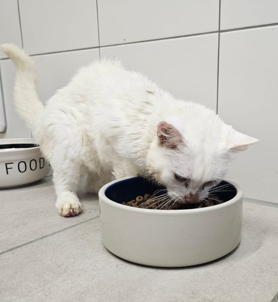 Lilith – EKH, weiblich, 97816 Lohr – zur Adoption