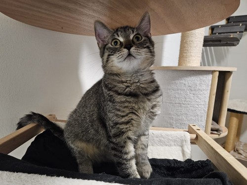 Schnurrito – Katze, männlich, 32758 Detmold – zur Adoption