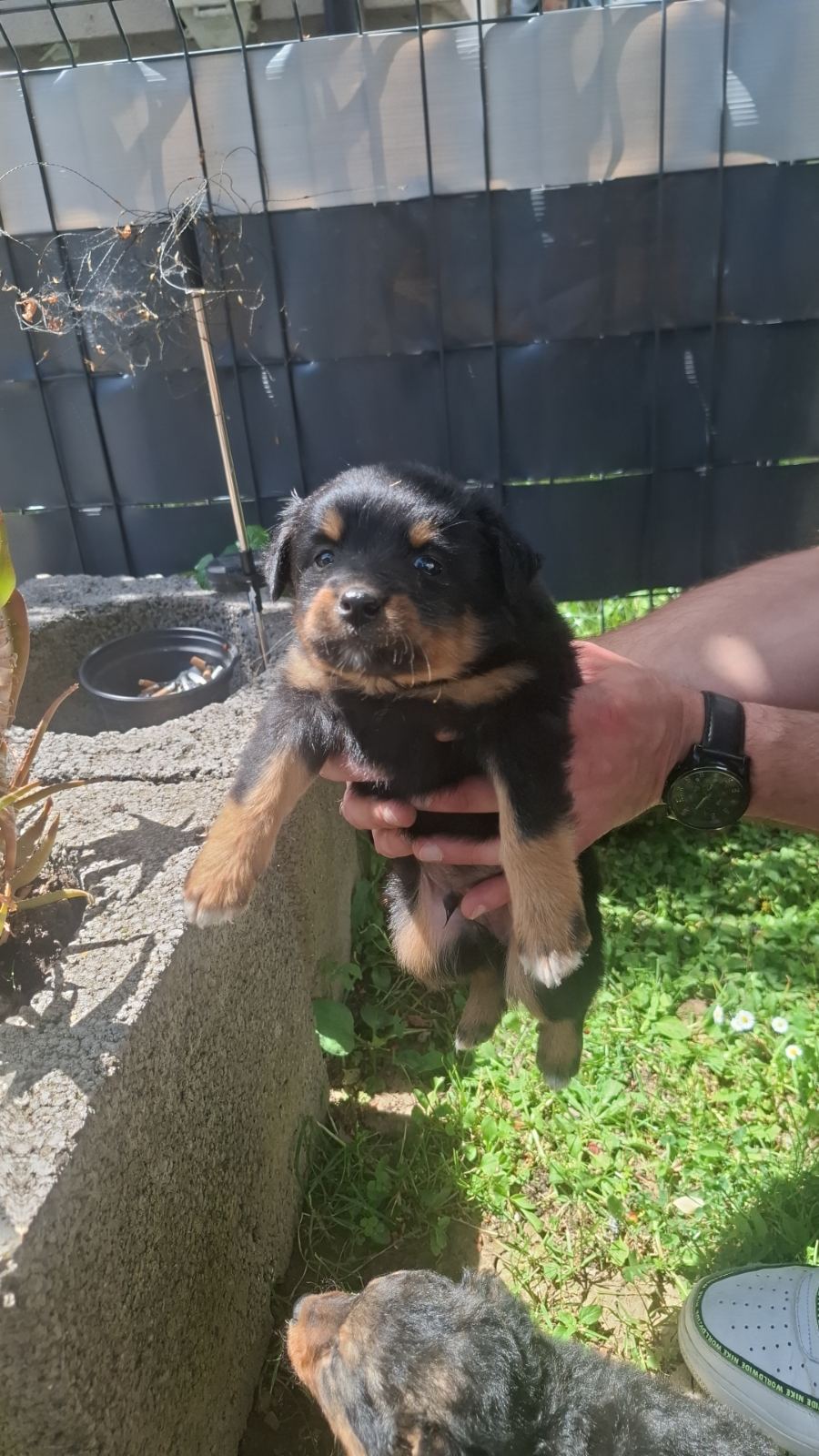 Murmel – Hund, männlich, Nordic Strays e.V. – zur Adoption