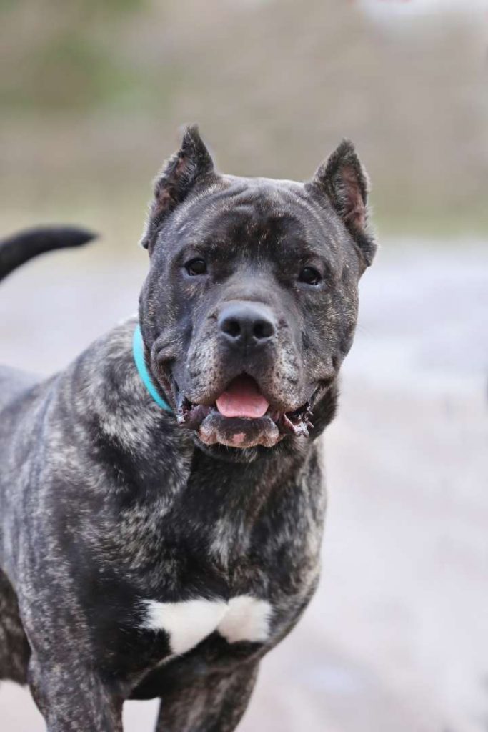 Charles – Dogo Canario, männlich, 8 Jahre, 13057 Berlin – zur Adoption