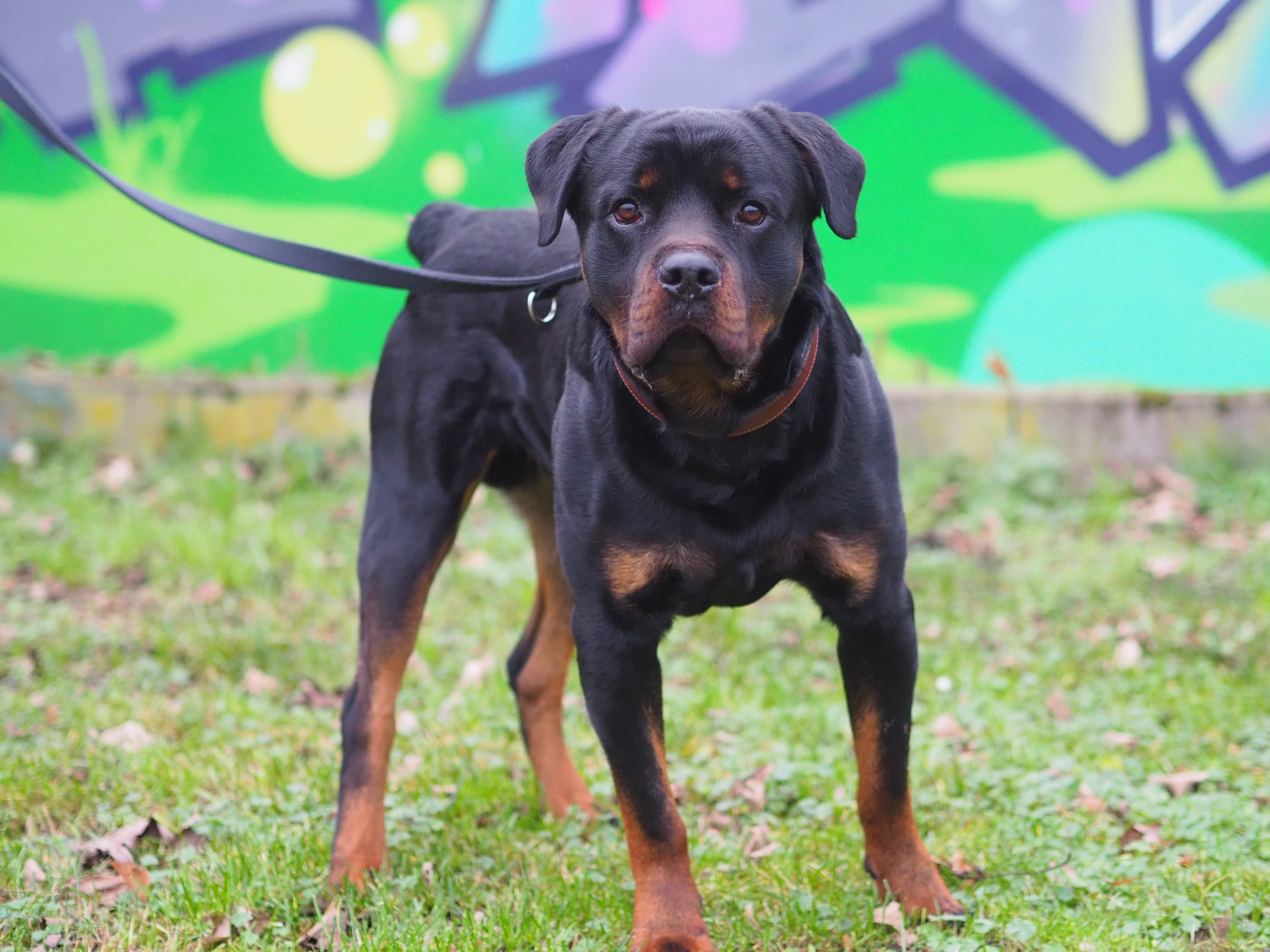 Githar – Rottweiler, männlich, 4 Jahre, 50969 Köln-Zollstock – zur Adoption
