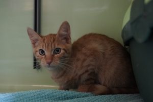Lars – Europäisch Kurzhaar, männlich, 97525 Schwebheim – zur Adoption