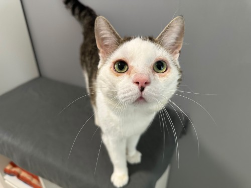 Clark – Katze, männlich, 2 Jahre, 32758 Detmold – zur Adoption