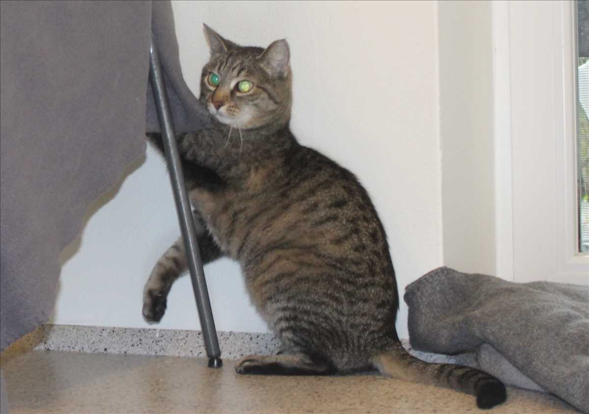 Tami – Europäisch Kurzhaar, weiblich, 4 Jahre, 81829 München – zur Adoption