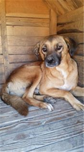Colin – Hund, männlich, 50823 Köln – zur Adoption