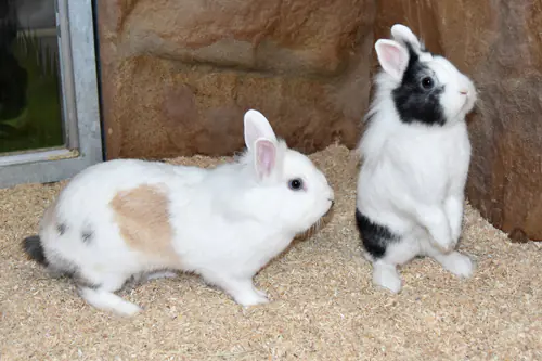 Nino und Nala – Löwenkopfmix-Zwergkaninchen, weiblich, 2 Jahre, 1 Monate, 90537 Feucht – zur Adoption