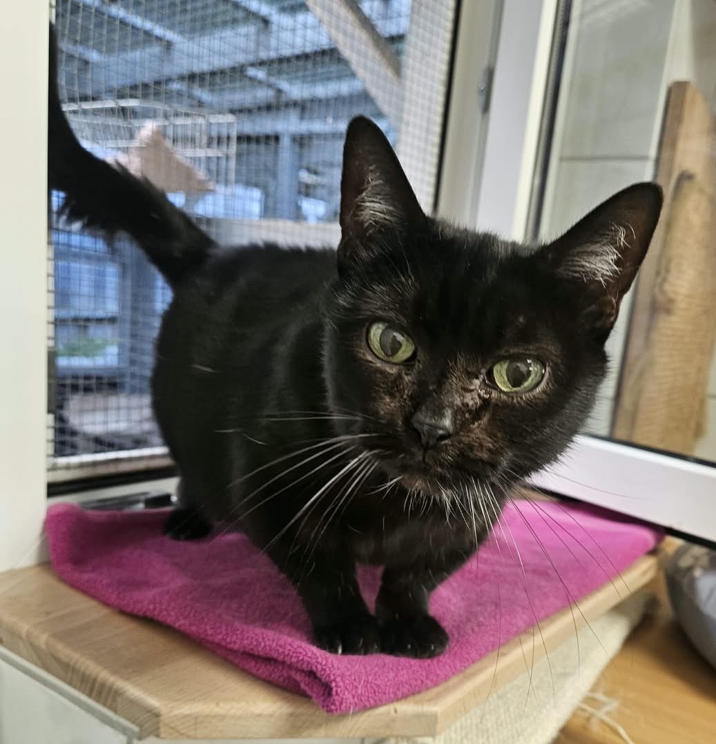 Sissi – EKH, weiblich, 97816 Lohr – zur Adoption