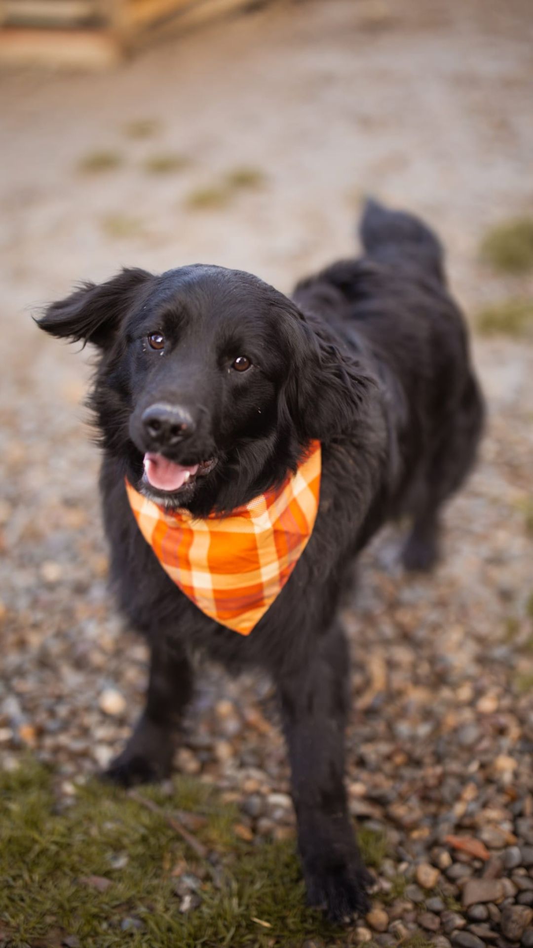 Mike – Retriever Mischling, männlich, 1 Jahr, 6 Monate, Nordic Strays e.V. – zur Adoption