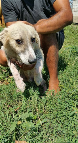 Faramir – Hund, männlich, 50823 Köln – zur Adoption