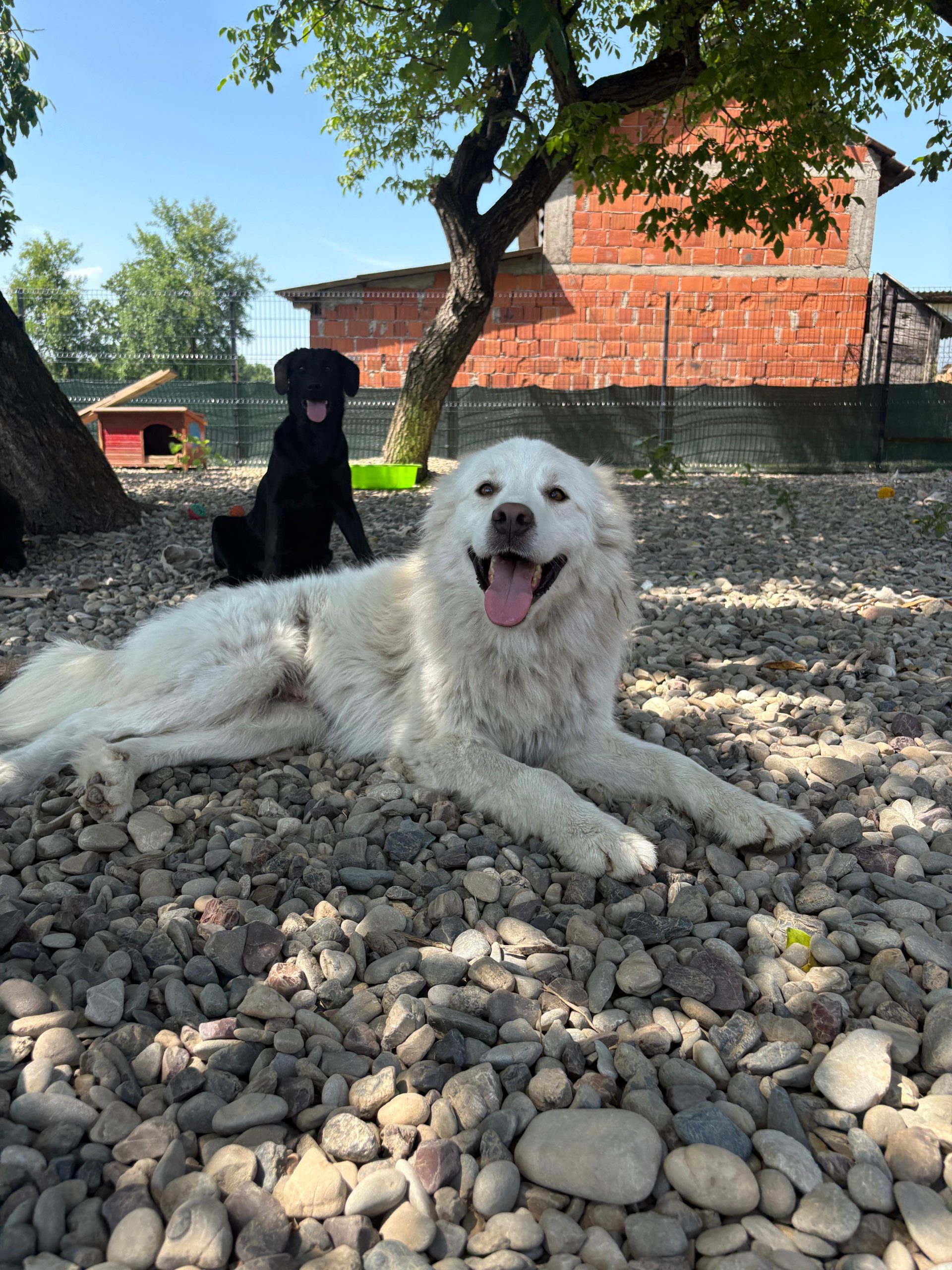 Medo – Hund, männlich, 24 Monate, Nordic Strays e.V. – zur Adoption