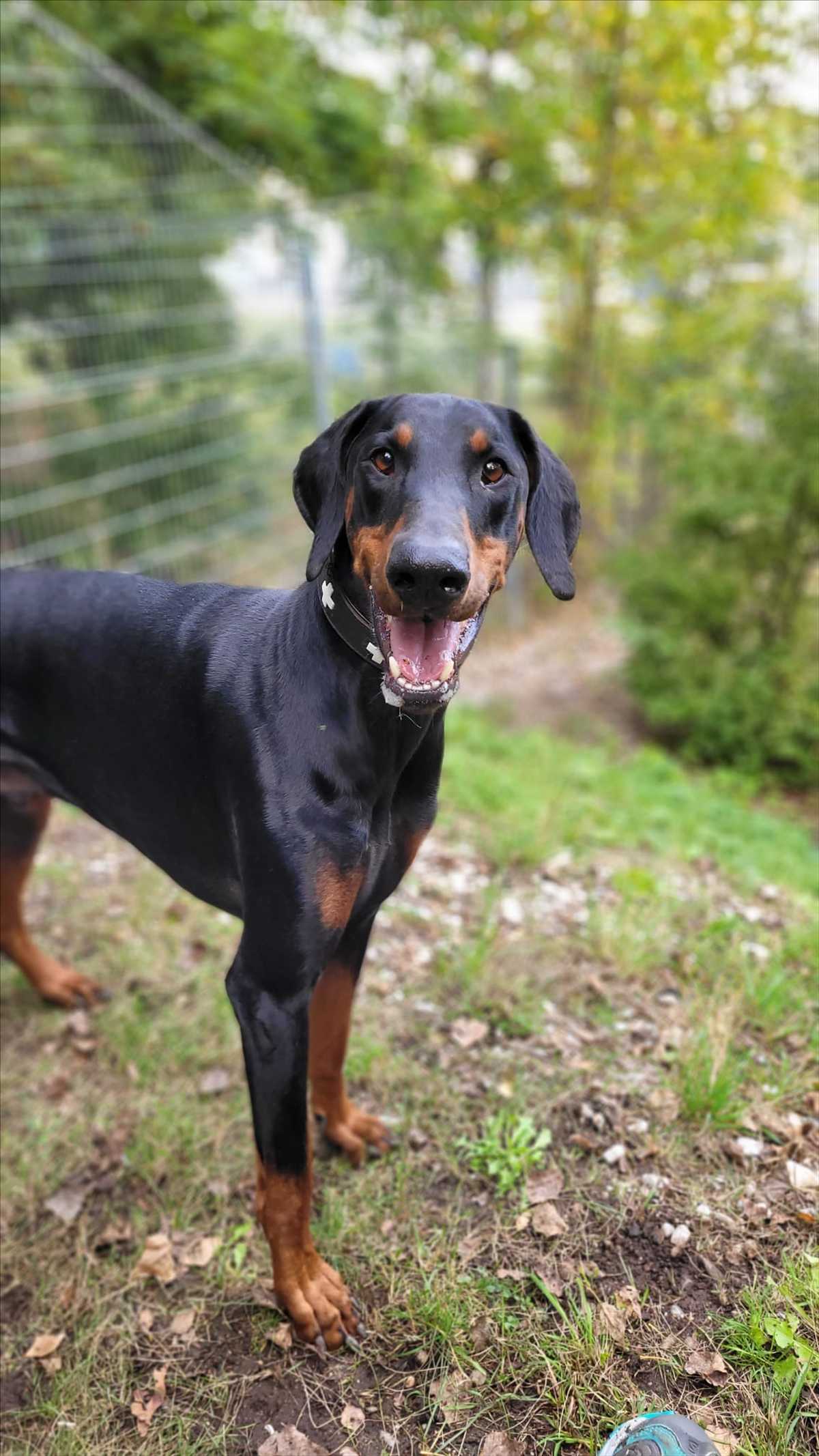 ZEUS – Dobermann, männlich, 3 Jahre, 81829 München – zur Adoption