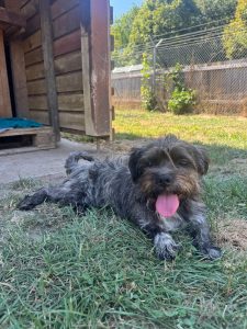 Maya – Hund, weiblich, 1 Jahr, 97525 Schwebheim – zur Adoption
