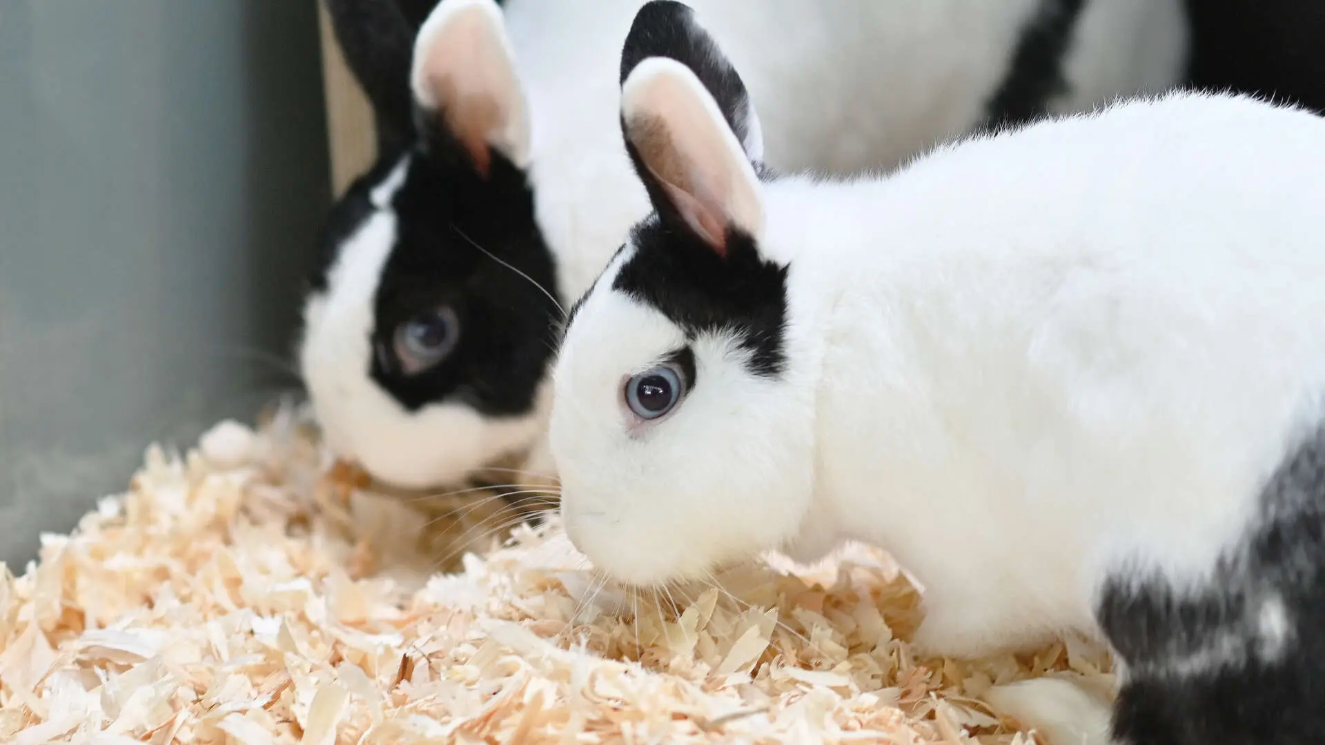 A-Ha & B-Kind – Zwergkaninchen, weiblich, 13057 Berlin – zur Adoption