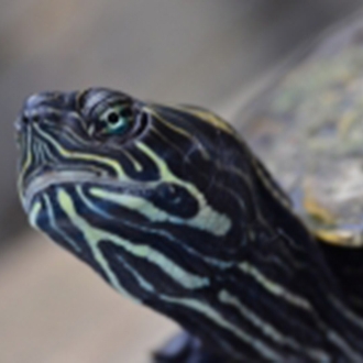 Landschildkröte