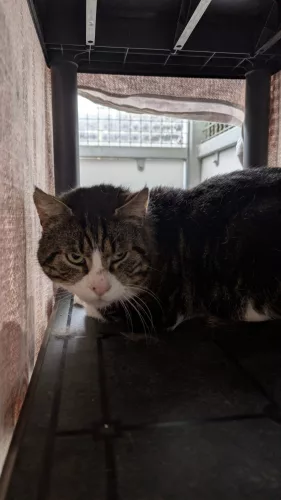 Diavolo – EKH, männlich, 26389 Wilhelmshaven – zur Adoption