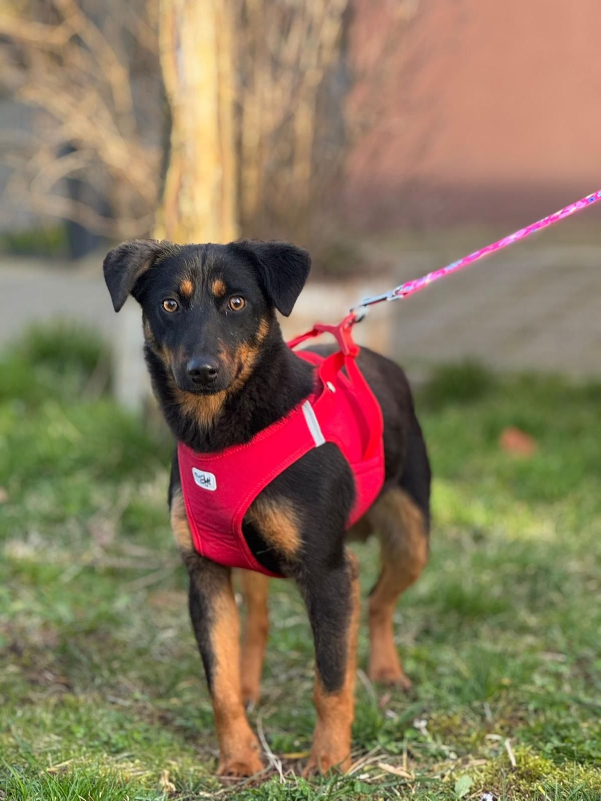 Rita – Terrier – Mischling, weiblich, Nordic Strays e.V. – zur Adoption