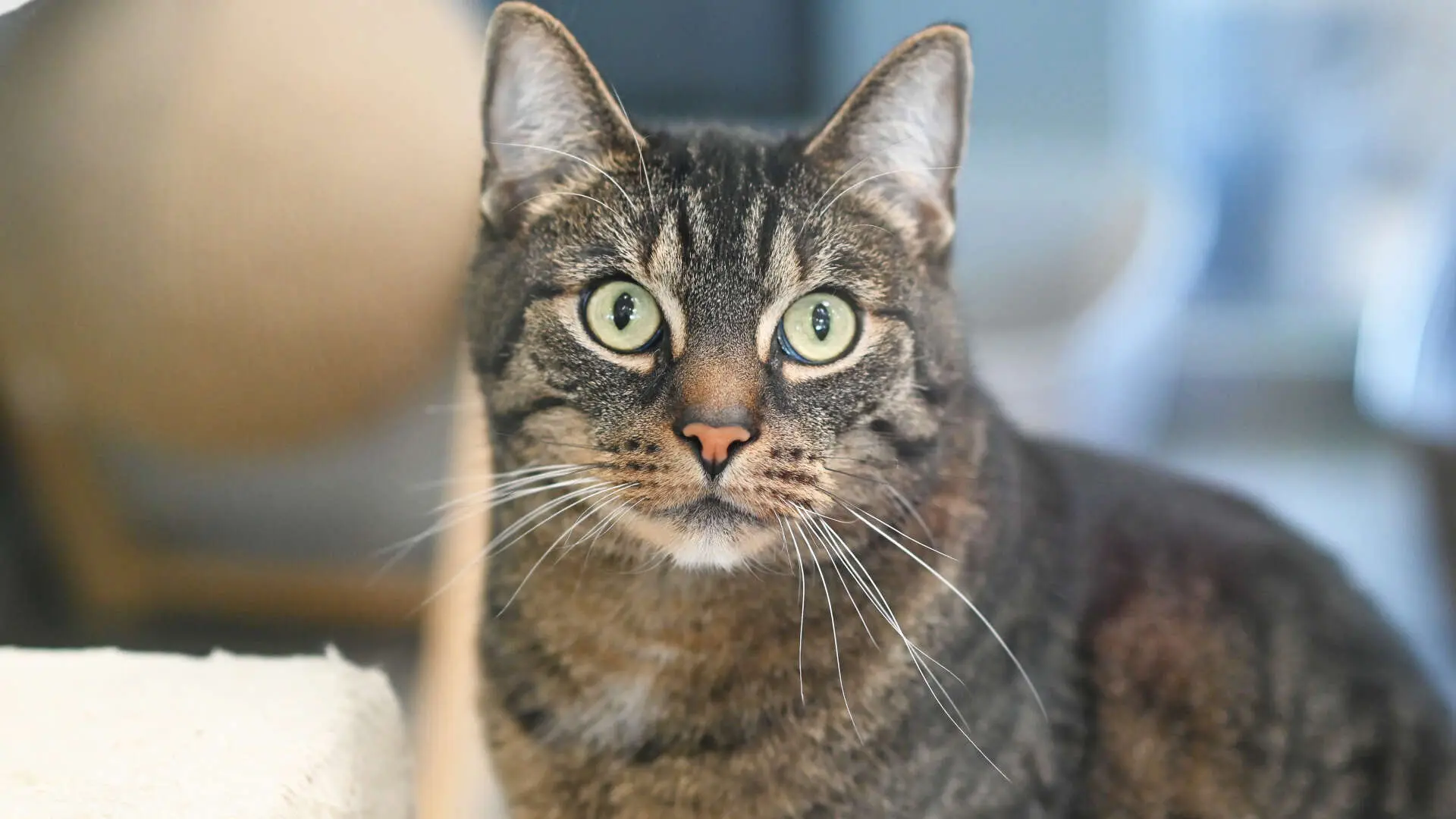 Paolo – EKH, männlich, 13057 Berlin – zur Adoption