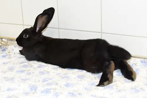 Nitro – Stallkaninchen-Mix, männlich, 90537 Feucht – zur Adoption